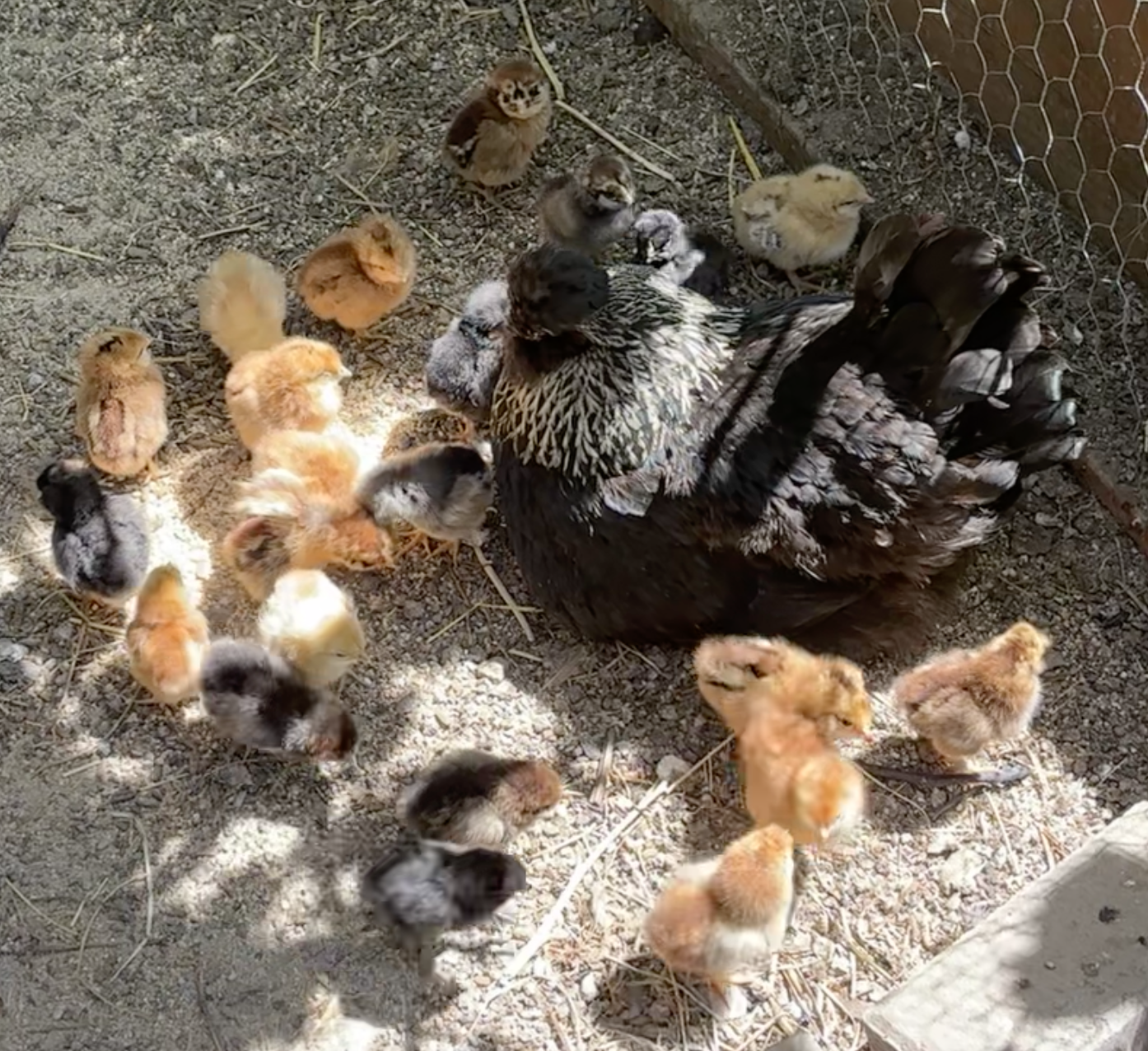 Silkie-mix chicks born May 13, 2026