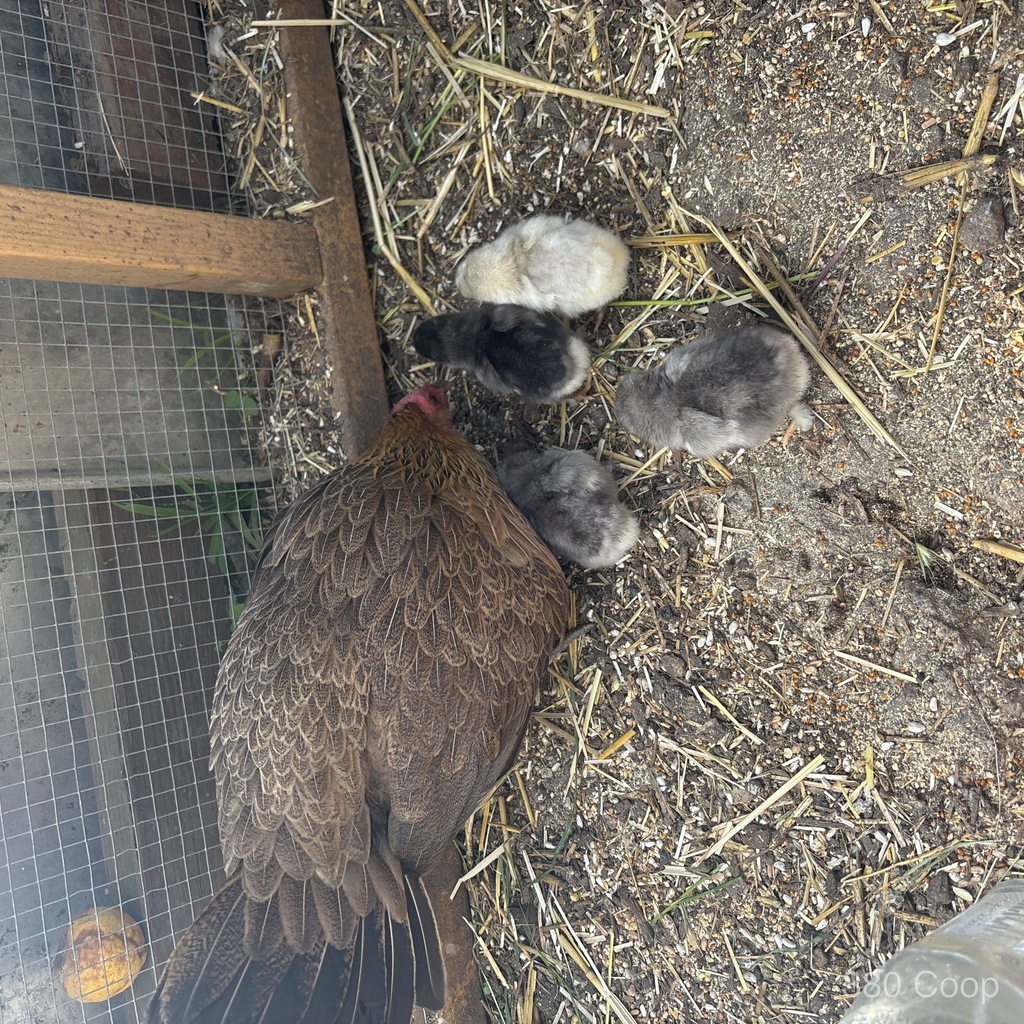 A rescued hen with her brood, scratching for grains in the pen
