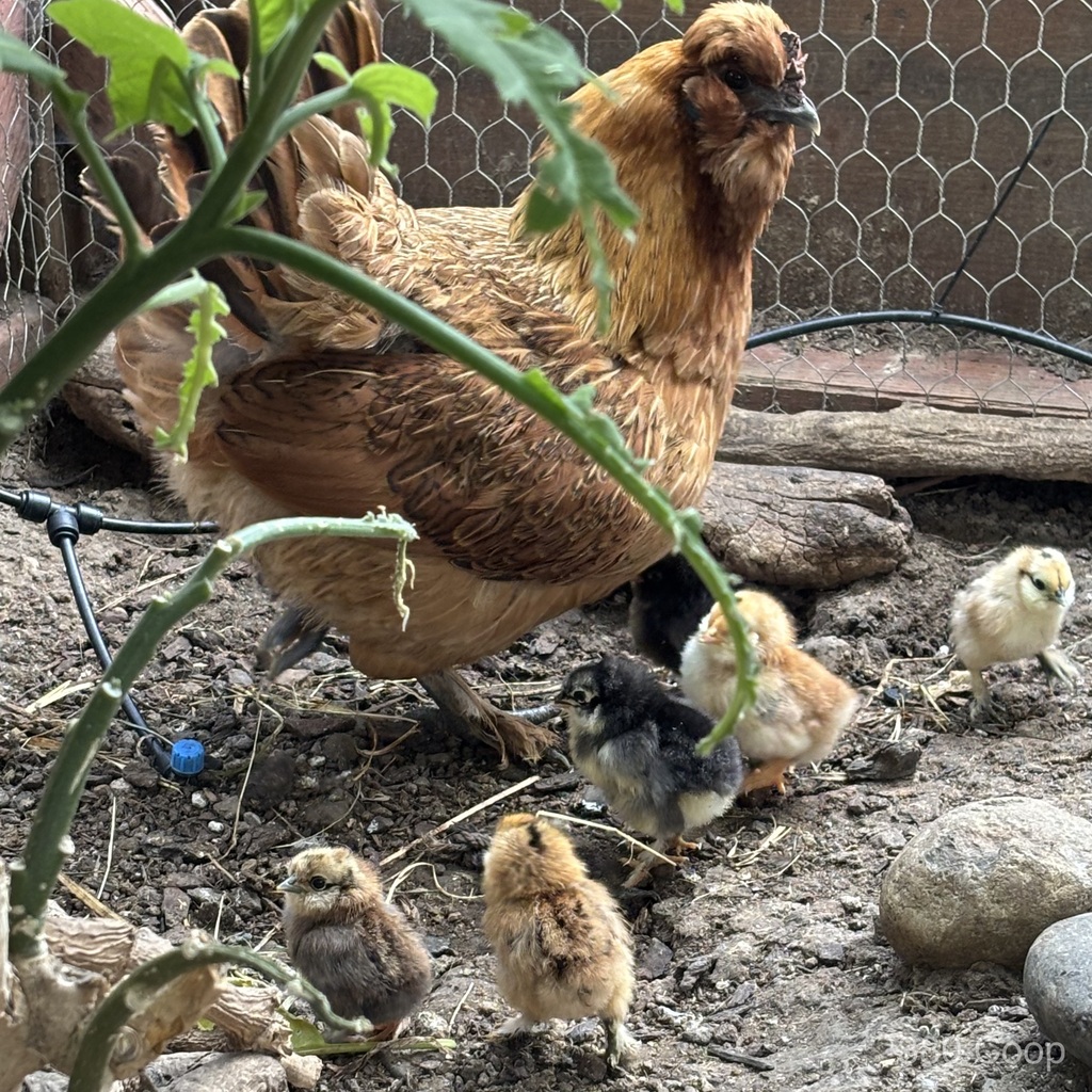 A Silkie-mix hen with her adopted newborn chicks in the planted pen