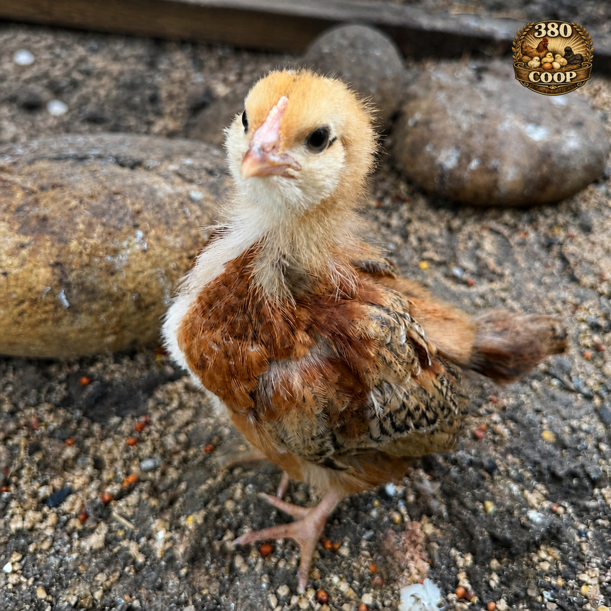 Silkie-mix chick