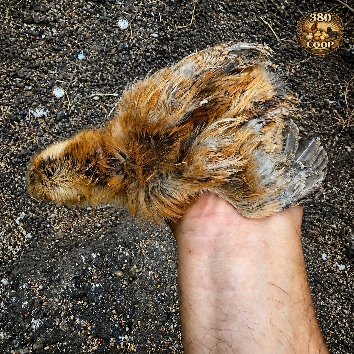 Silkie-mix chick