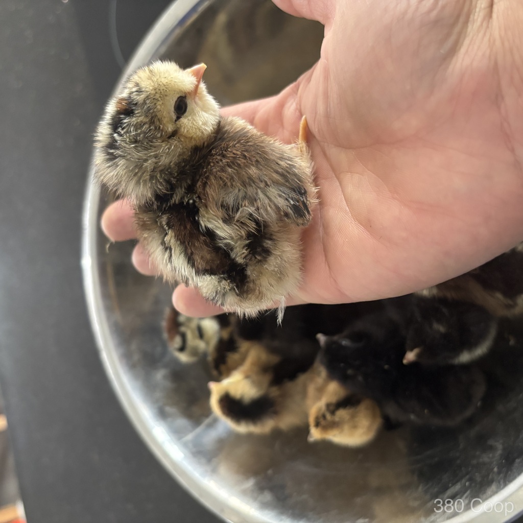 Newly hatched chicks gathered for inspection