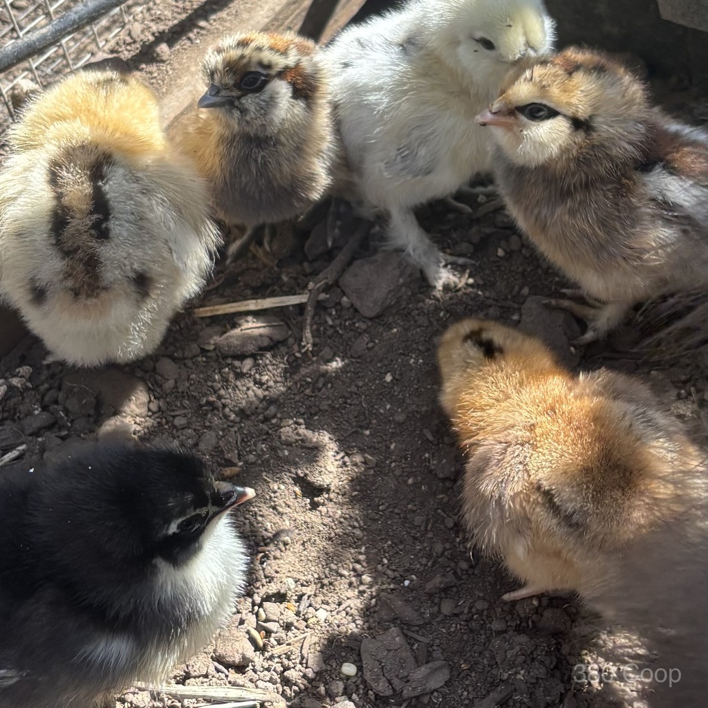 Days-old chicks pecking at grit outdoors