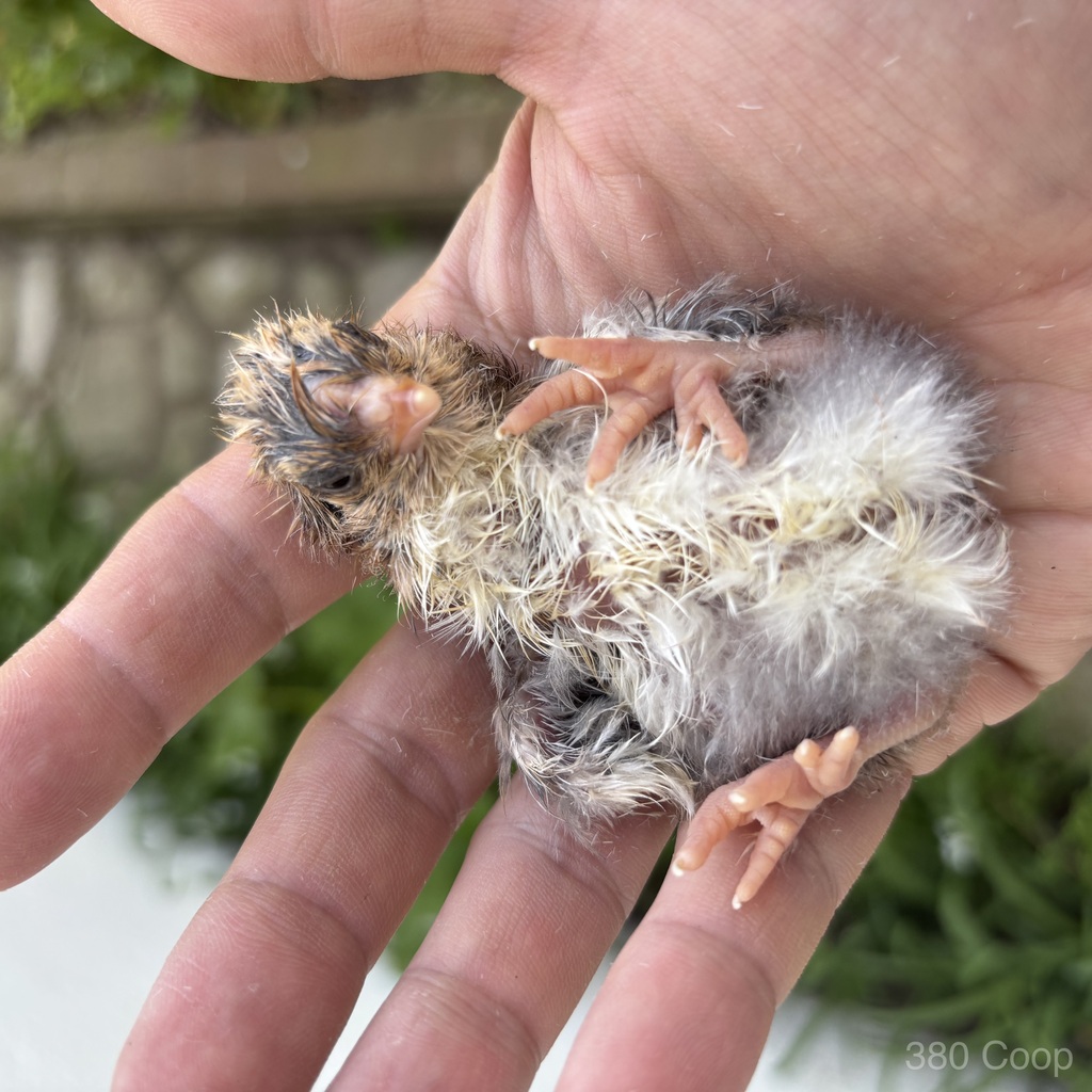 A newly hatched Silkie-mix chick with an extra toe and fluffy wet feathers