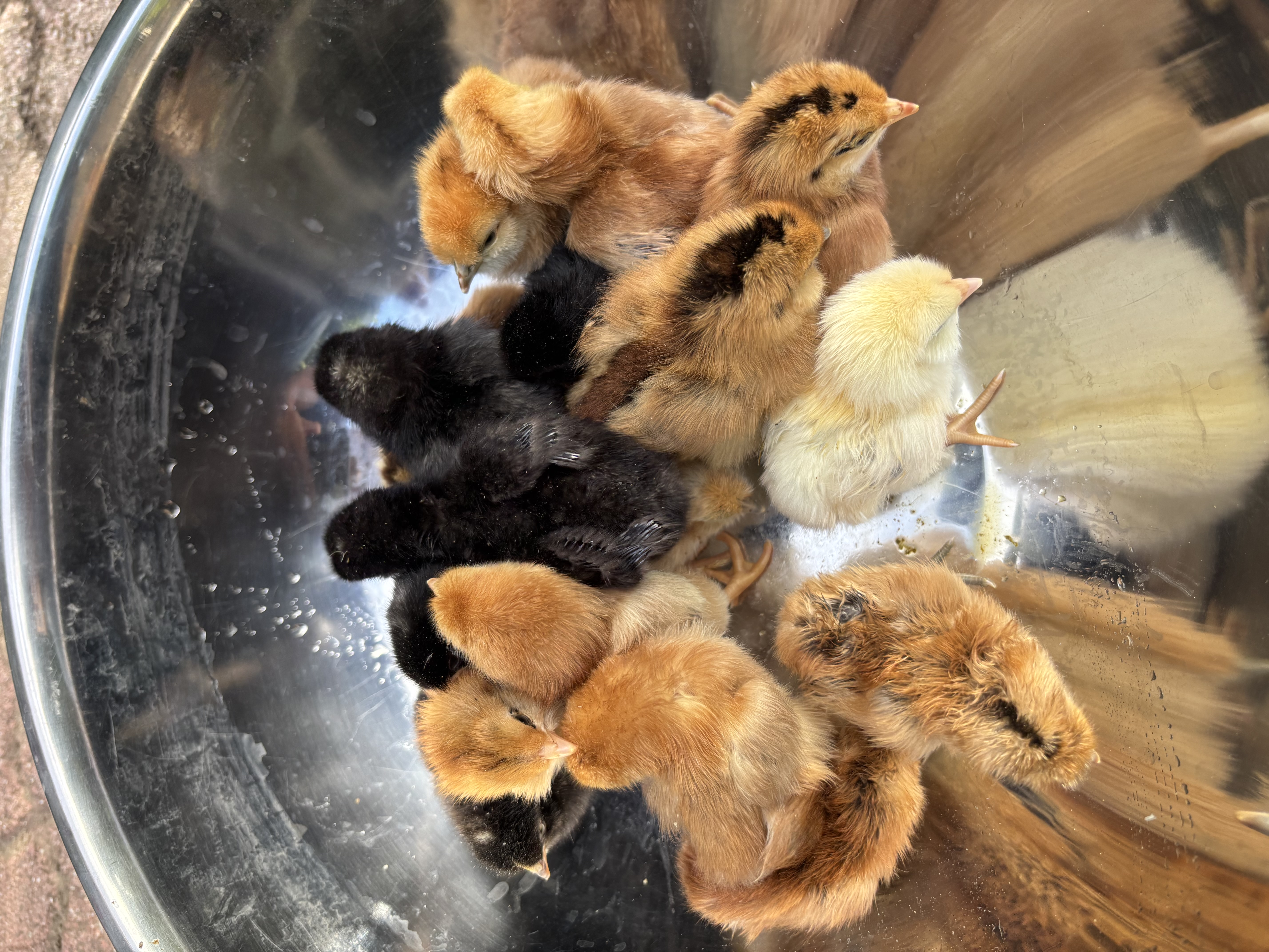 Silkie-mix chicks