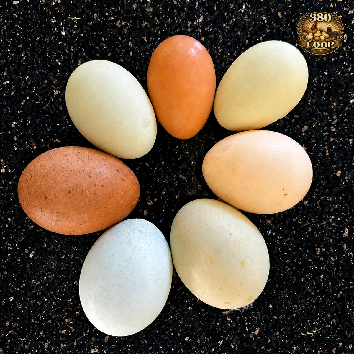Egg from the Silkie-mix flock
