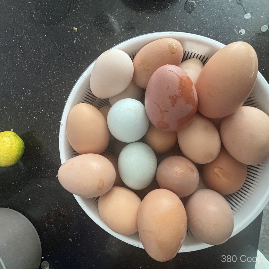 Fresh eggs in a nesting area