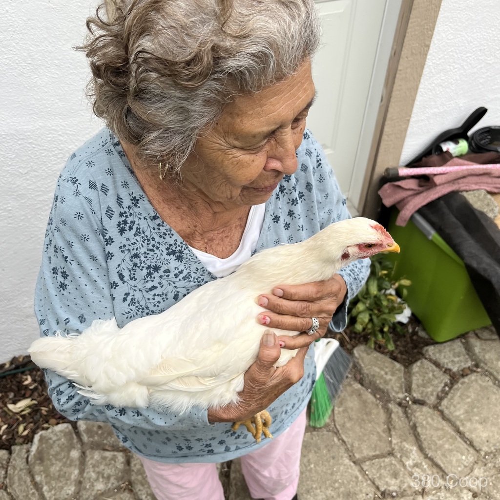 Close interaction between a person and backyard chickens