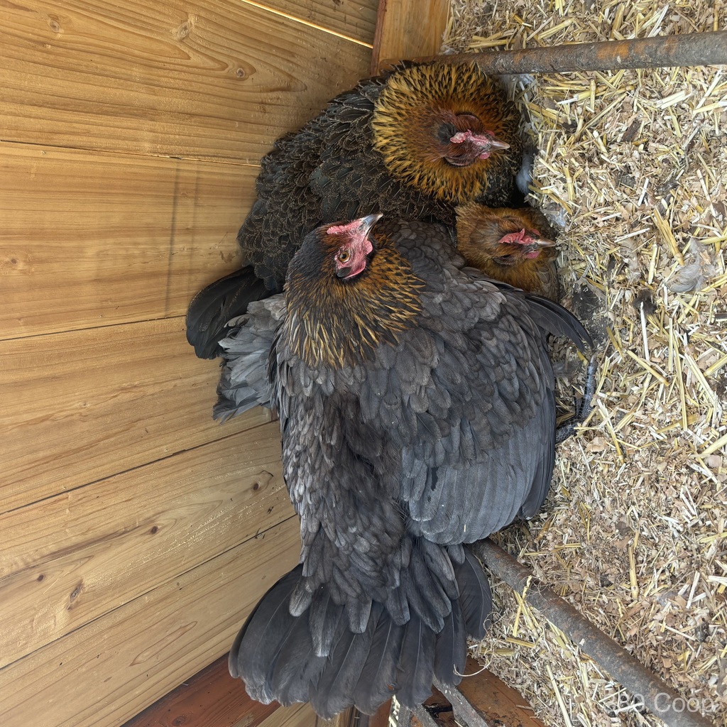 Chicken resting in a nesting area