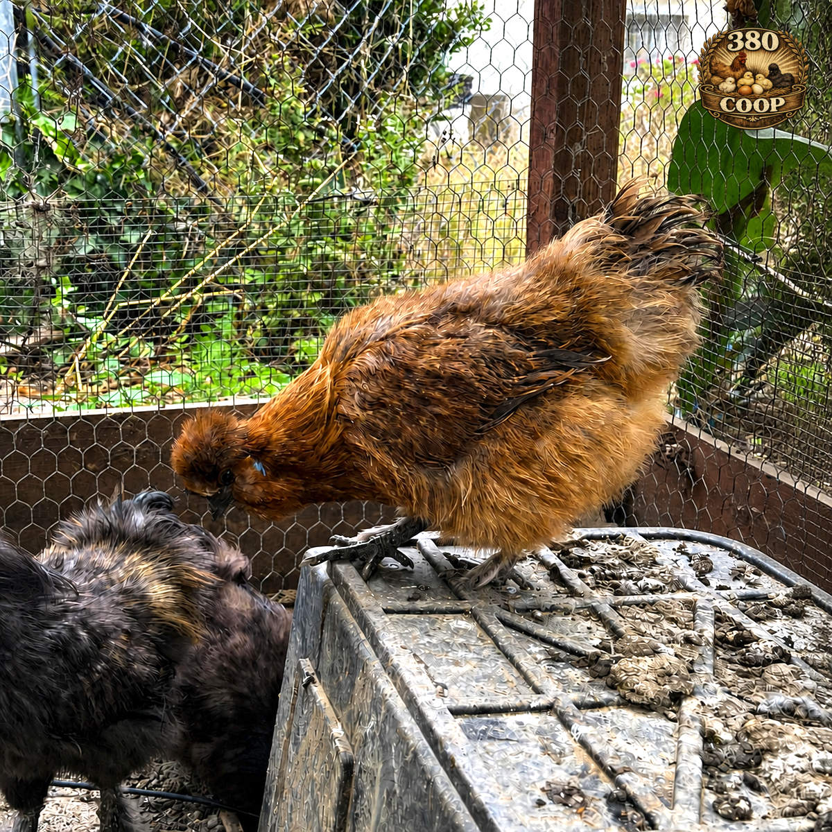 Silkie-mix chick parent