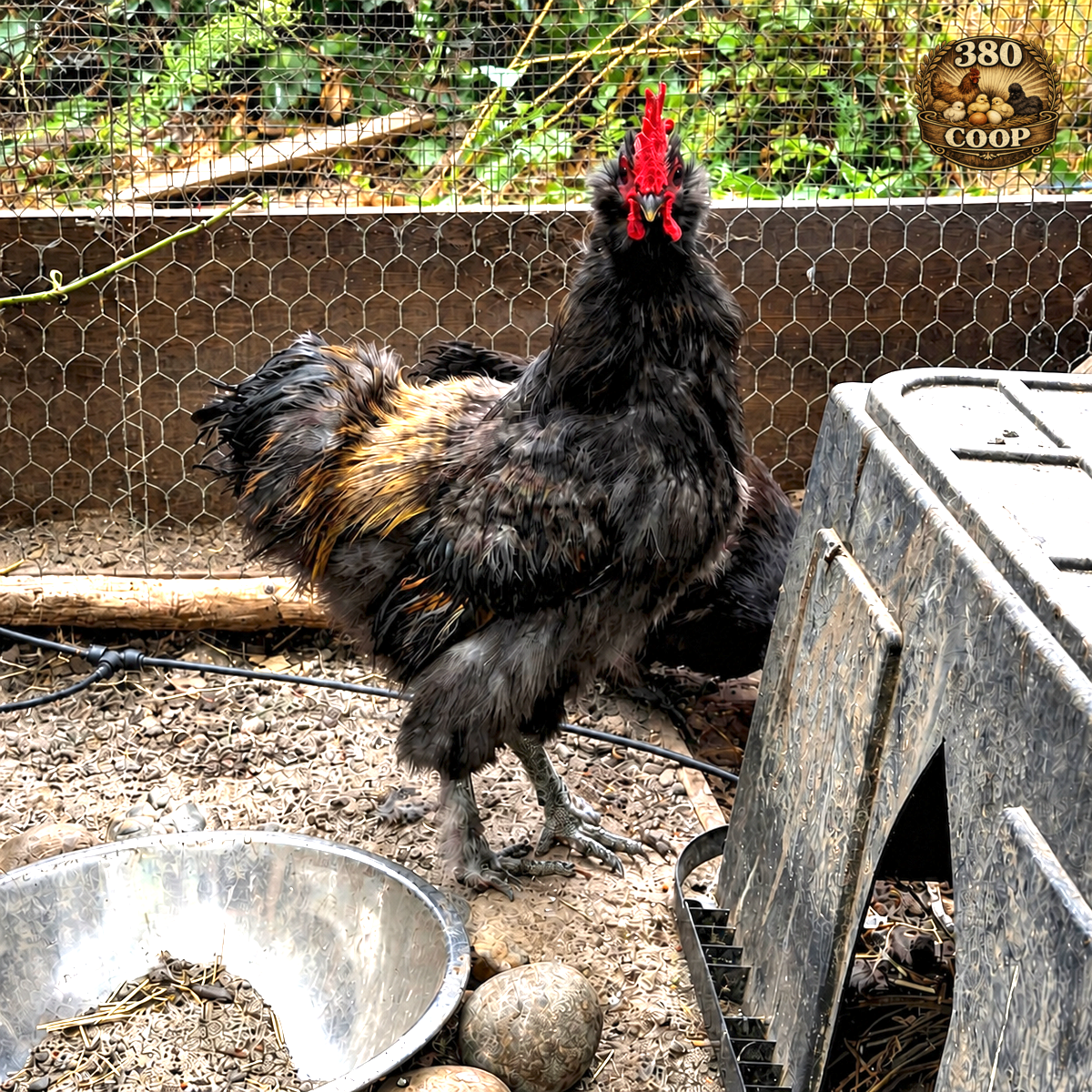 Silkie-mix chick parent