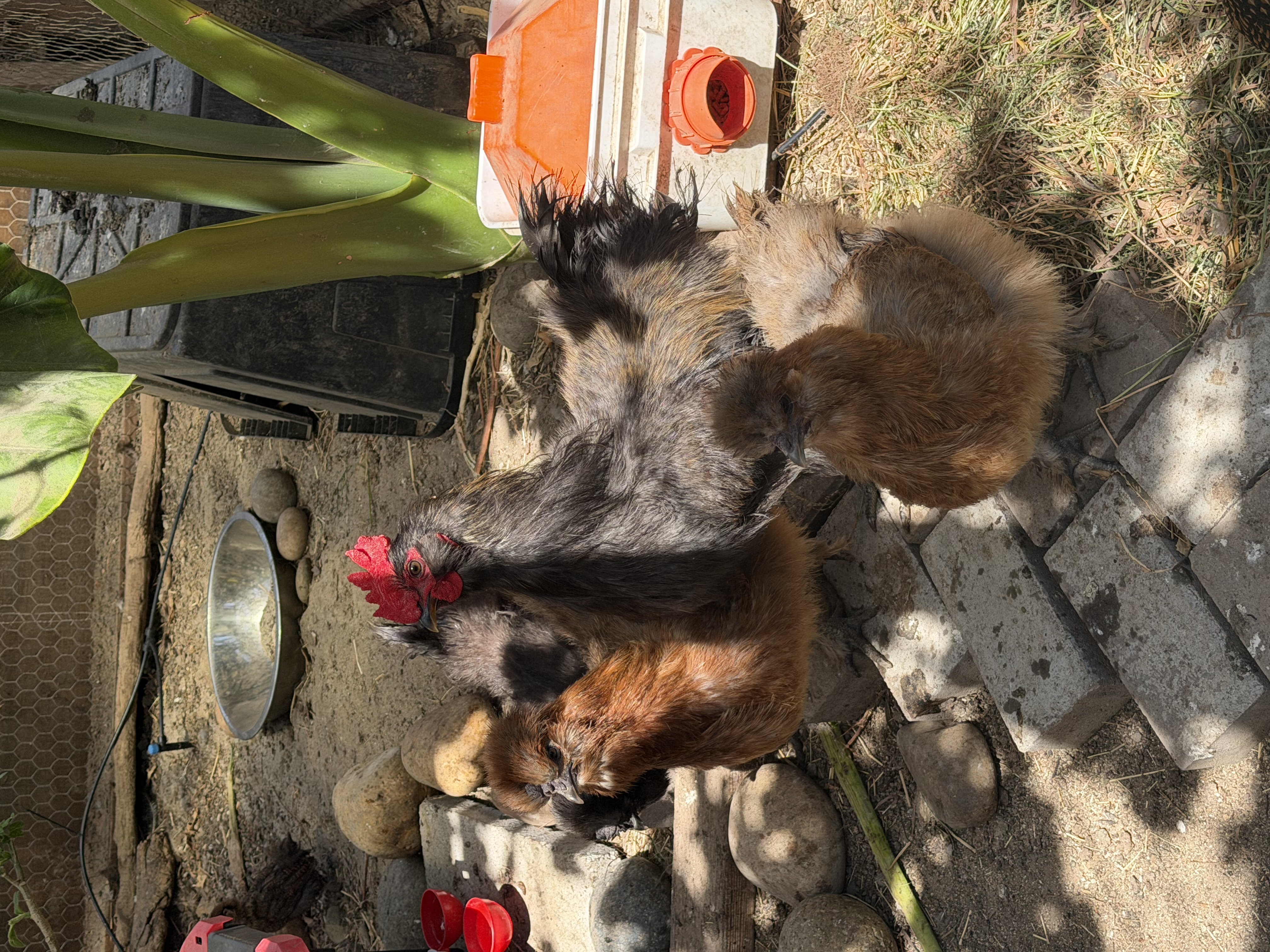 Silkie-mix chick parents