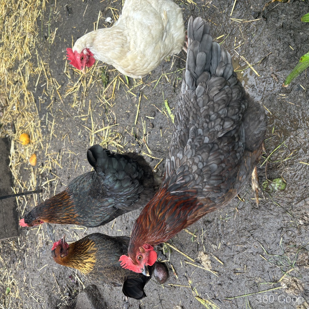 Four colorful mixed-breed hens scavenging after the rain