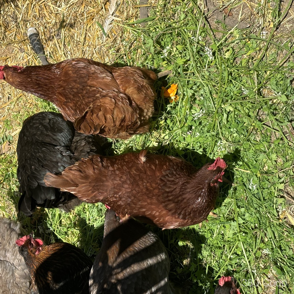 Backyard chicken walking through the coop area