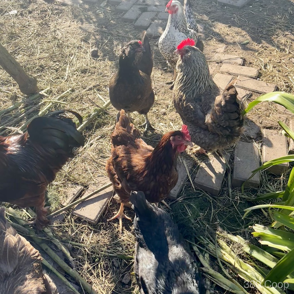 Chickens walking together outdoors